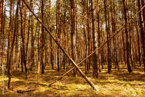 Fototapeta Naklejka Na Ścianę i Meble -  Drzewa