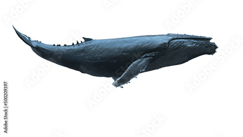 Isolated 3d humpback whale swimming side View on white background animation footage available on Adobe Stock Footage 3d rendering © HappyWhale