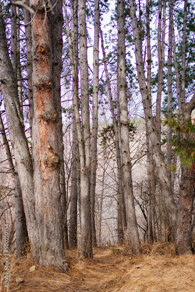 tree trunks in a mountain forest. spring walks 