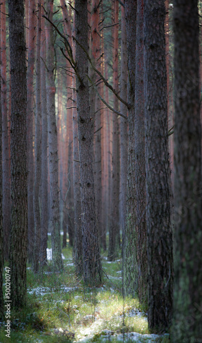 Fototapeta Naklejka Na Ścianę i Meble -  Las o poranku