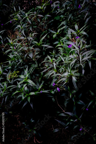 Long leaf dark green plant with purple flowers