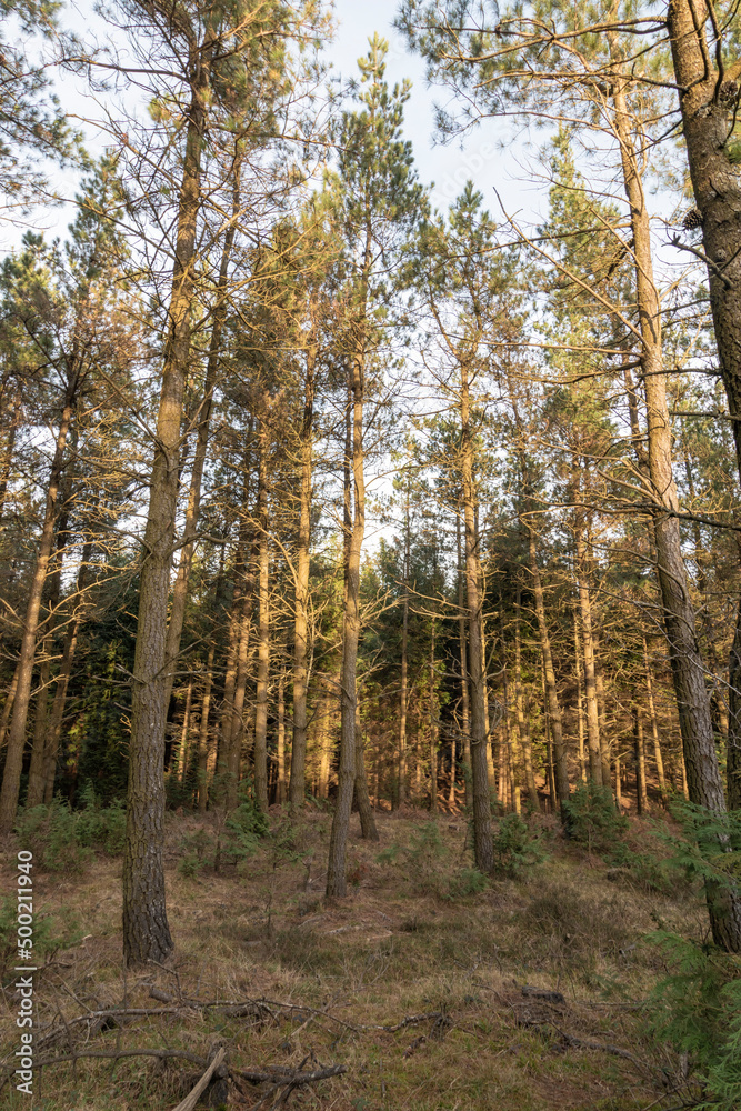 pine forest in the mountains of the basque country