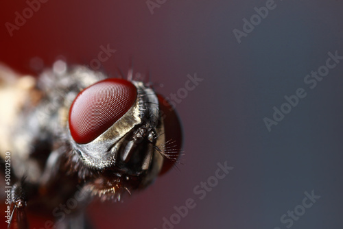 Extreme fly close-up