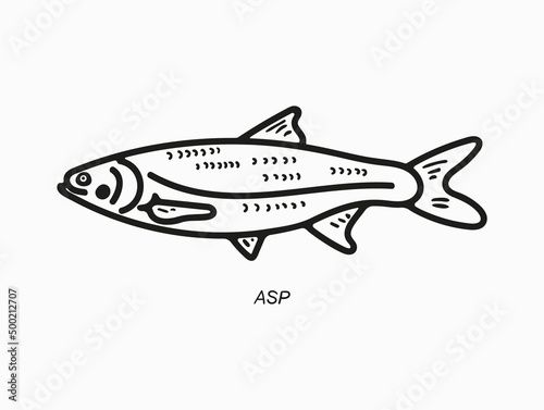 asp fish drawning vector illustration