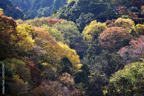 秋の嵐山 山の紅葉 京都市西京区