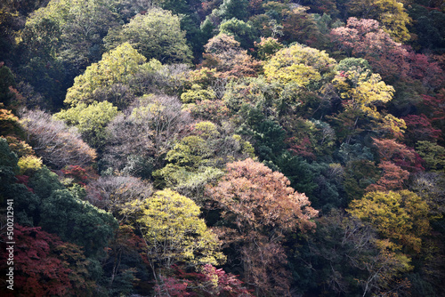 秋の嵐山　山の紅葉　京都市西京区 © ogurisu