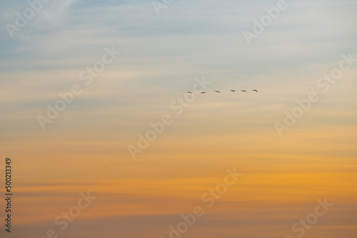 Migratory birds at sunrise at Müritz Nationalpark protected area in Germany 