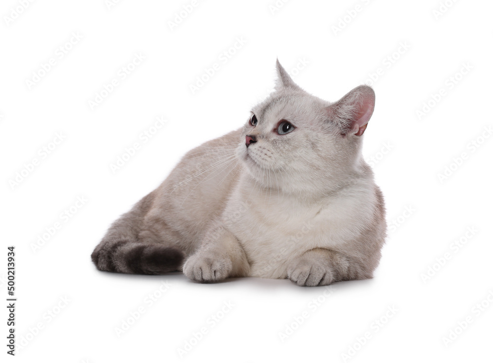 Cute British Shorthair cat on white background