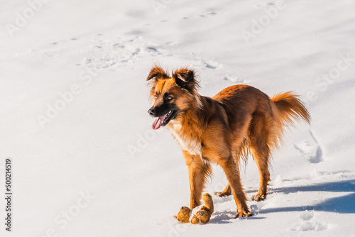 Hund | Winter | Schnee