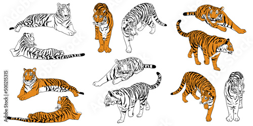 Set of realistic hand drawn Amur tigers color and outline. Big cats sketch stands, lies, walks, hunts poses. Predatory mammals for books, card vector illustration