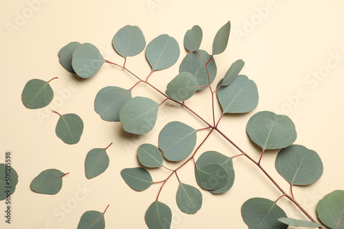 Eucalyptus branch with fresh green leaves on beige background  flat lay