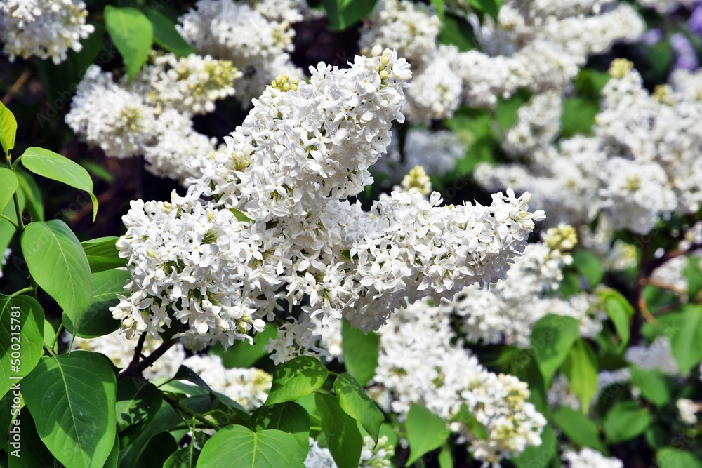 Lilac trees in lilac garden in Moscow. Lilac trees in lilac garden in Moscow.