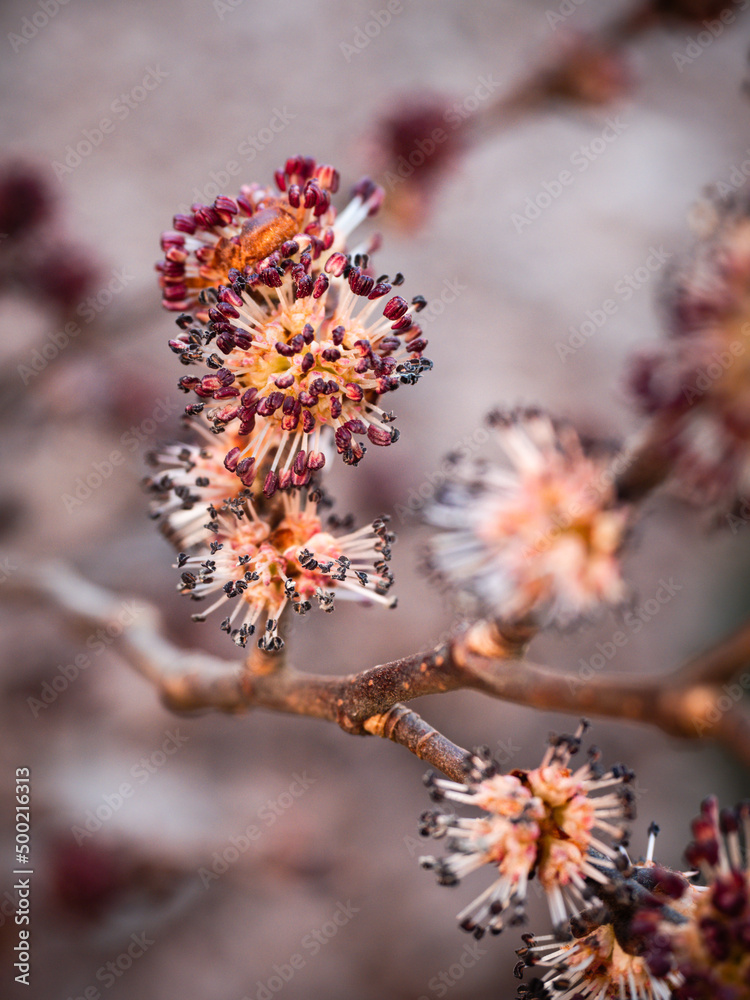 Nahaufnahme von Blüten der Ulme (Ulmus glabra) an mehreren kleinen Ästen im Frühling fotografiert.