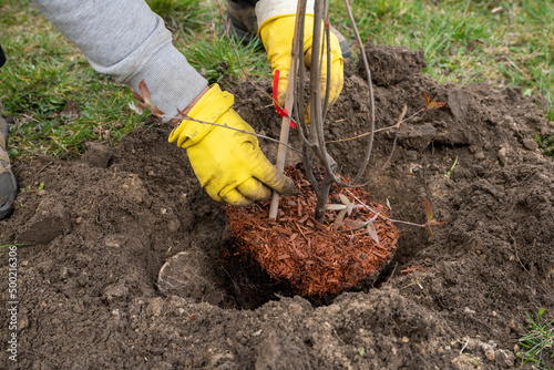 Wiosenne sadzenie, Wiosenne zasadzenia, prace ogrodowe, dłonie sadzące drzewo w rękawiczkach 