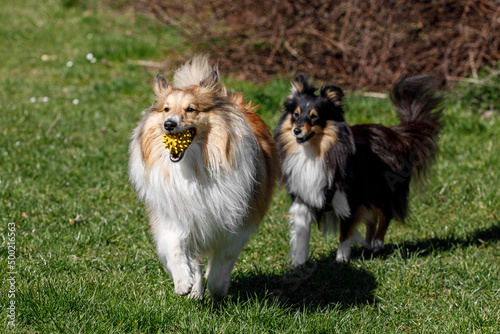 Dog friendship. Two shelties are running and playing with each other.