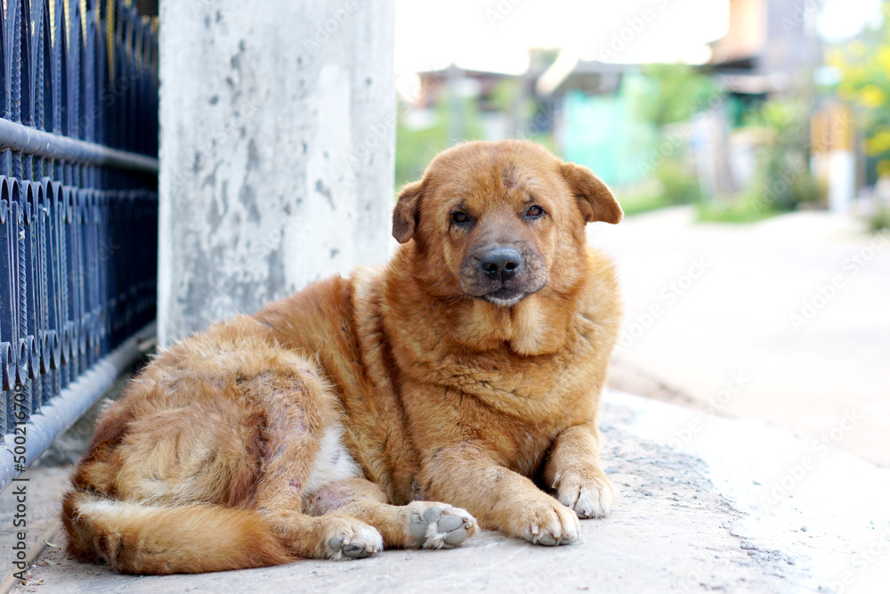brown dog sleeping in front of the house brown dog sleeping in front of the house