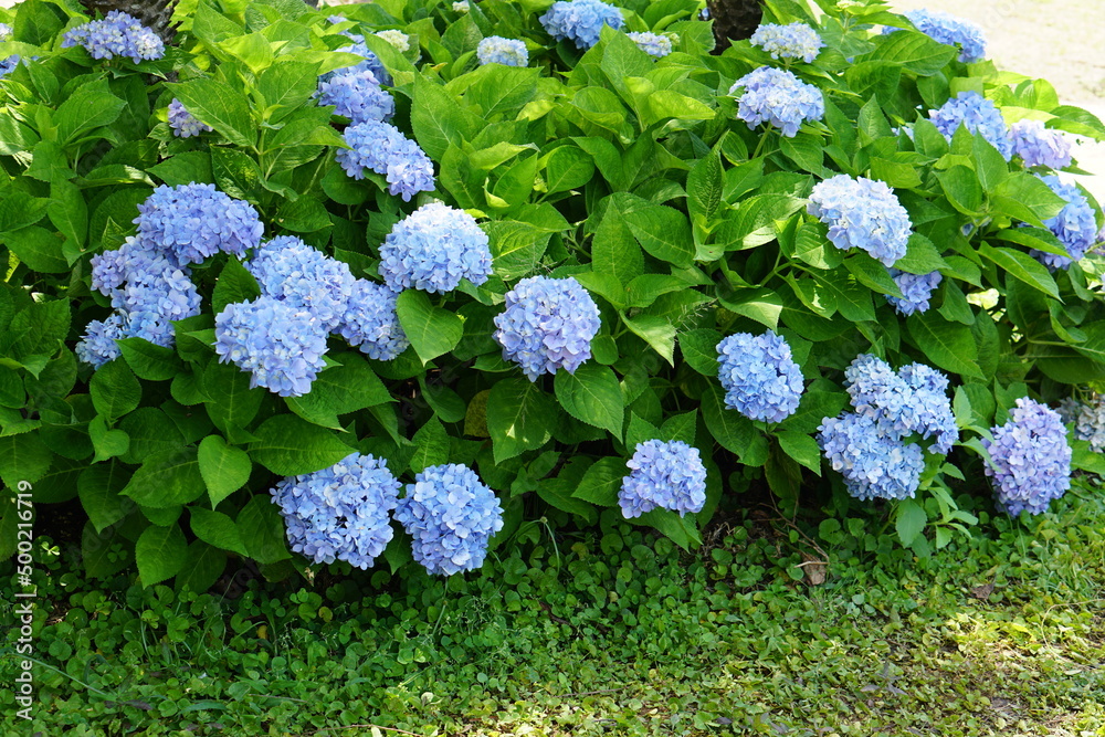 Beautiful hydrangeas in the garden