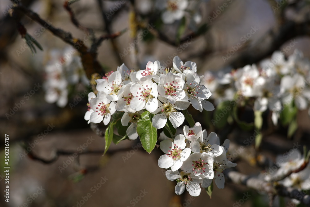 Fruit trees in the garden bloom in spring Fruit trees in the garden bloom in spring