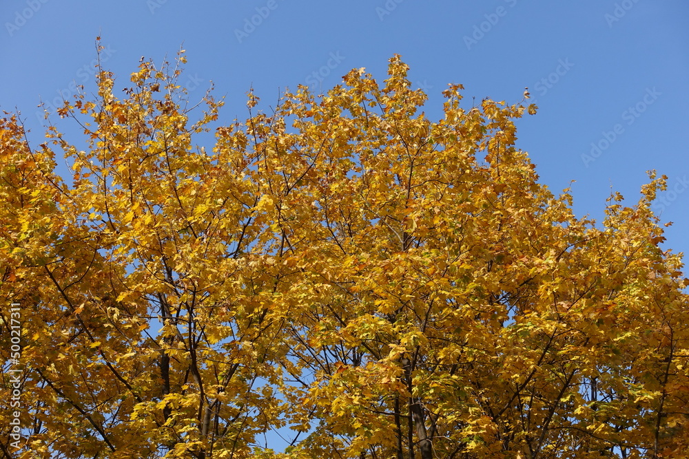 Acer platanoides with autumnal foliage against blue sky in October