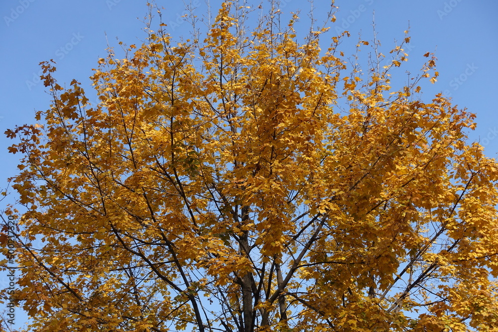 Brownish orange autumnal foliage of maple against blue sky in October