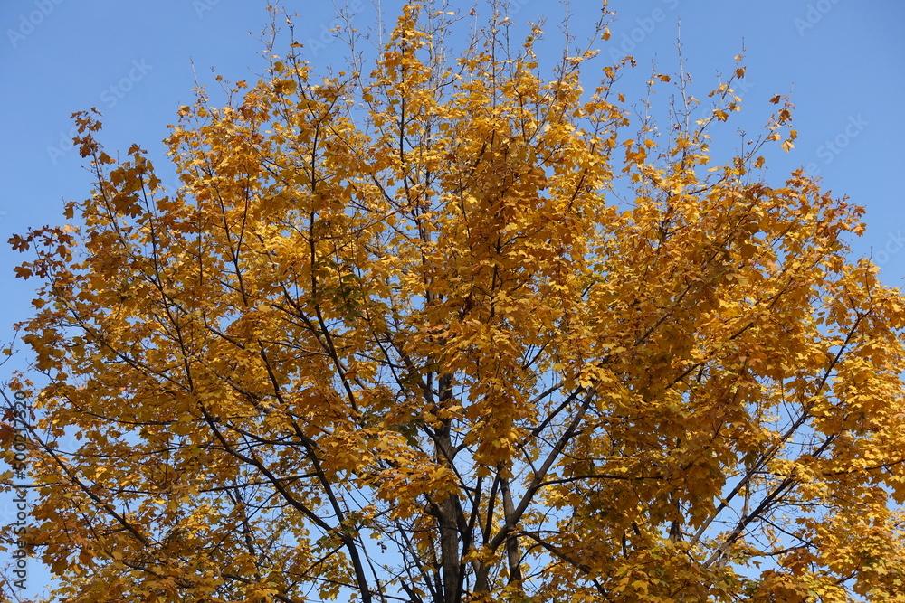 Brownish orange autumnal foliage of maple against blue sky in October Brownish orange autumnal foliage of maple against blue sky in October