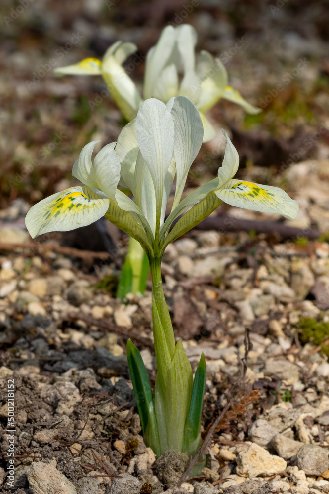 Obraz premium ミニアイリス キャサリンゴールド アヤメ科