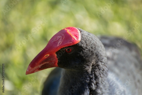 Moorhens Marsh Hen Closeup of Face Eye and Beak