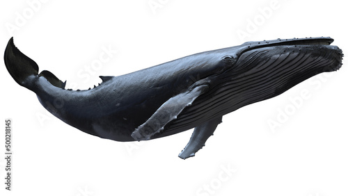 8k Isolated 3d humpback whale swimming low angle on white background it seems whale flying in the sky,it great for artistic shots animation footage available on Adobe Stock Footage 3d rendering