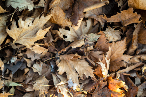 Litter of wilted leaves in autumn