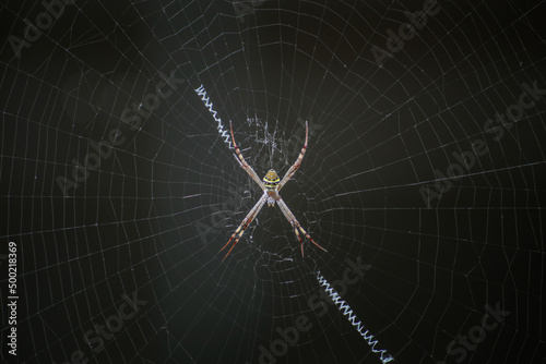 Colourful Spider in Web Centre with Black Background Isolated