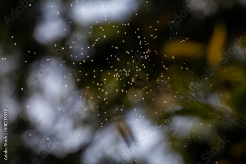 Konstfotografi Fairy Insects Flying Gnats Like Angels with Soft Light Texture Background