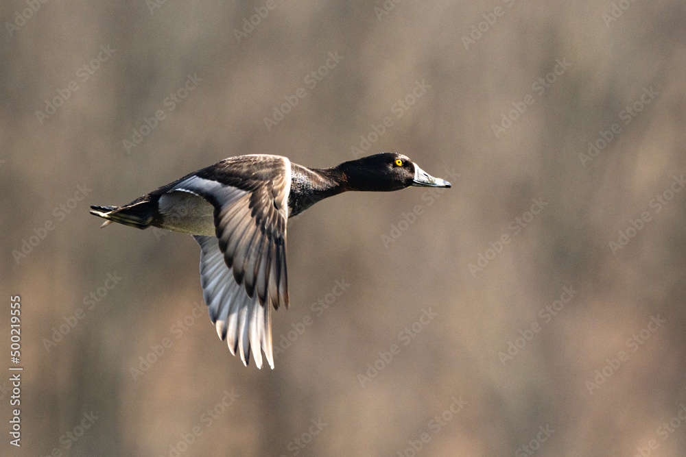 Obraz premium Ring Neck Duck in Flight