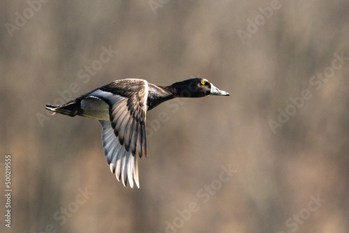 Ring Neck Duck in Flight