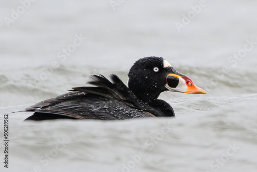 Surf Scoter