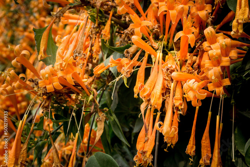 A close up shot of Begonia Venusta Plant Pyrostegia venusta, also commonly known as flamevine or orange trumpetvine. photo