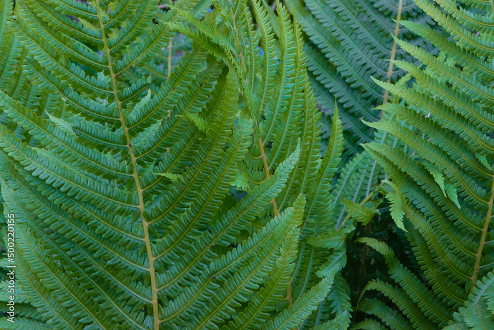 green fern bushes in the shade of the summer garden
