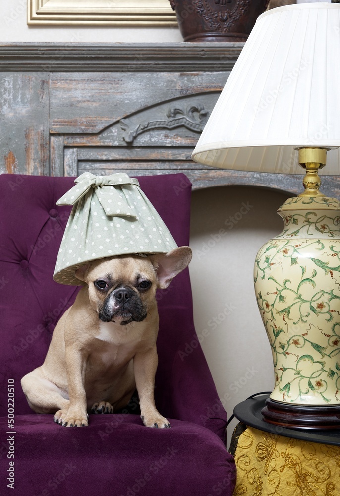 A French bulldog breed dog hides under a lampshade from a table lamp