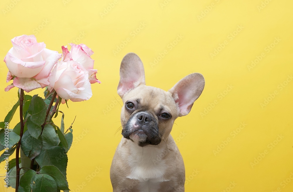 French bulldog breed dog sits next to a bouquet of pink roses on a yellow background in a photo studio, tilting his head cutely. Lots of space for text.
