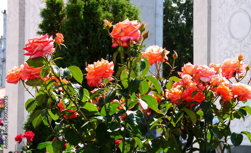 red roses in the garden