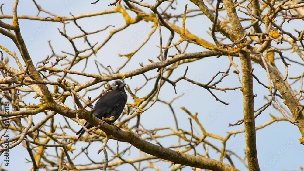 A Jackdaw resting on the branch of a tree. Slow motion A Jackdaw resting on the branch of a tree. Slow motion