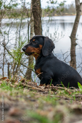 Portrait of a dachshund puppy against the background of nature.