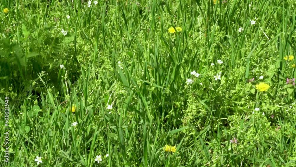Fresh Green Grass and Wildflowers in Spring Summer Meadow in Sunbeams, Camera Slide. Beautiful Natural Background of Green Grass on a Forest Meadow on a Sunny Day. Fresh Green Grass and Wildflowers in Spring Summer Meadow in Sunbeams, Camera Slide. Beautiful Natural Background of Green Grass on a Forest Meadow on a Sunny Day.