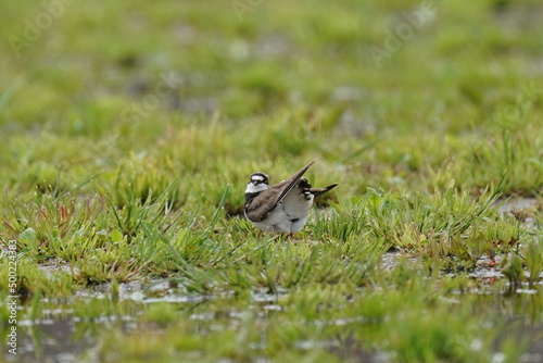 little ringed plover in the field