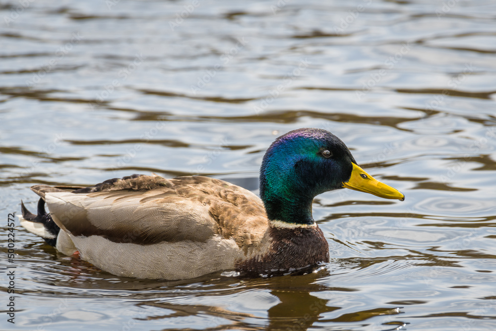 Nahaufnahme einer Ente Erpel schwimmend im Wasser eines See mit schimmernden bunten glänzenden Gefieder, Deutschland Nahaufnahme einer Ente Erpel schwimmend im Wasser eines See mit schimmernden bunten glänzenden Gefieder, Deutschland