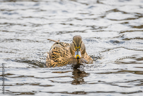 Nahaufnahme einer Ente schwimmend im Wasser eines See mit schimmernden bunten glänzenden Gefieder, Deutschland photo