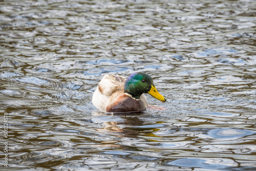 Nahaufnahme einer Ente Erpel schwimmend im Wasser eines See mit schimmernden bunten glänzenden Gefieder, Deutschland