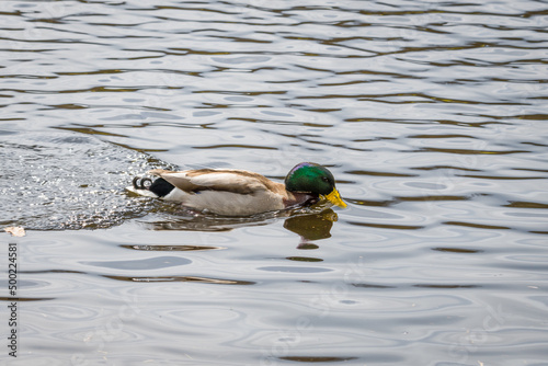 Nahaufnahme einer Ente Erpel schwimmend im Wasser eines See mit schimmernden bunten glänzenden Gefieder, Deutschland photo