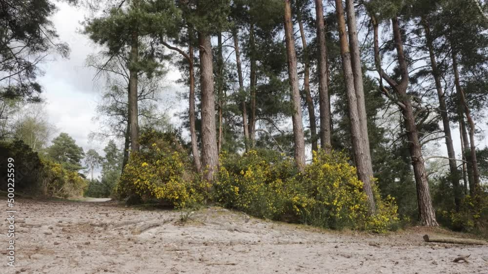 Pine woodland on heath with common gorse bloom in summer on conservation woodland Pine woodland on heath with common gorse bloom in summer on conservation woodland