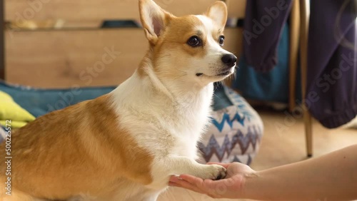 Corgi dog giving paws close-up. Handler playing with golden puppy in living room, woman animal trainer exercising domestic animal at home. Pembroke welsh corgi sitting and waiting command.
 photo