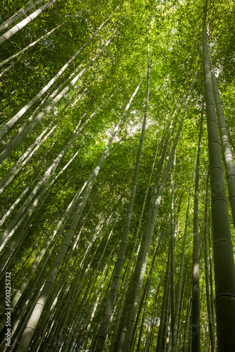 Vertical low angle view of the lush Arashiyama Bamboo Grove in Kyoto
